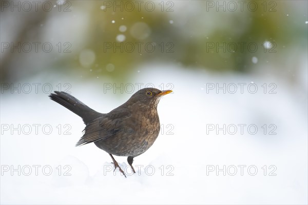 European blackbird