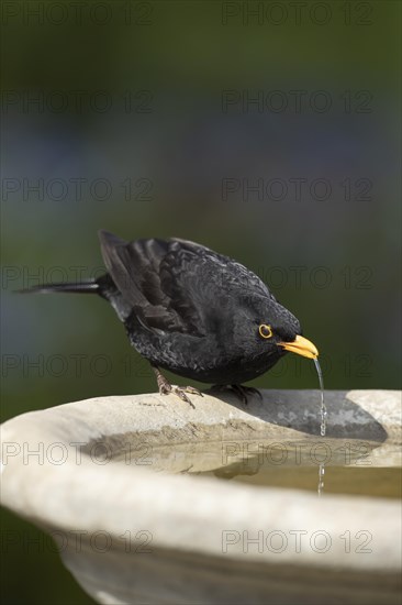 European blackbird