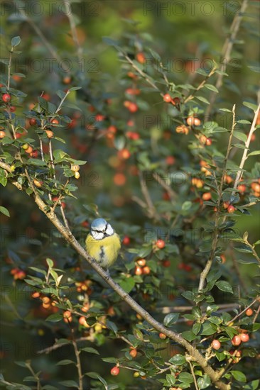 Blue tit