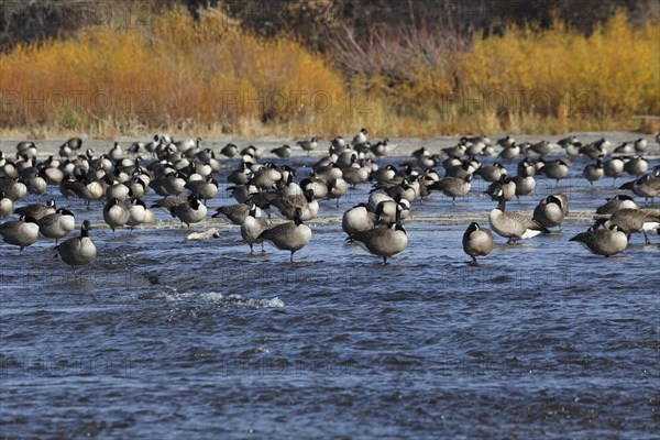 Canada geese in river