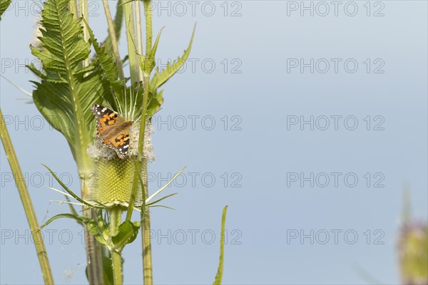 Painted lady