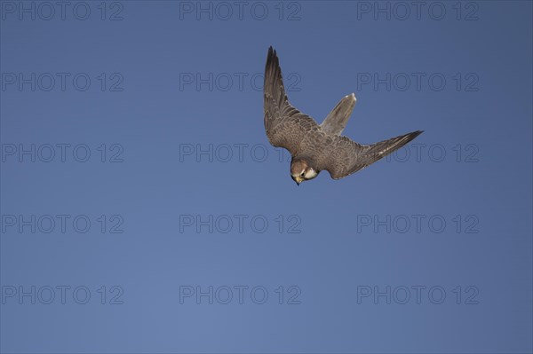 Lanner falcon