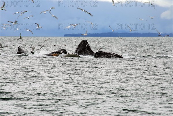 Humpback whales with wide open mouths