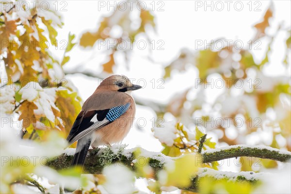 Eurasian jay