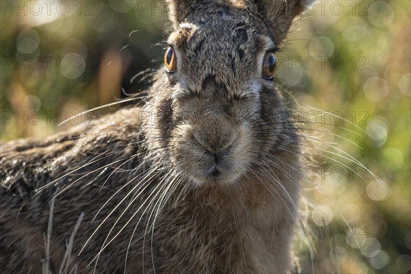 European hare