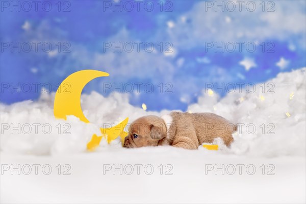 Cute red fawn French Bulldog puppy between fluffy clouds with moon and stars