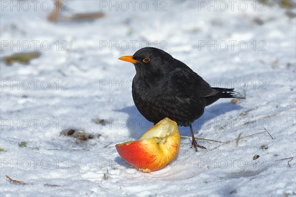 European blackbird