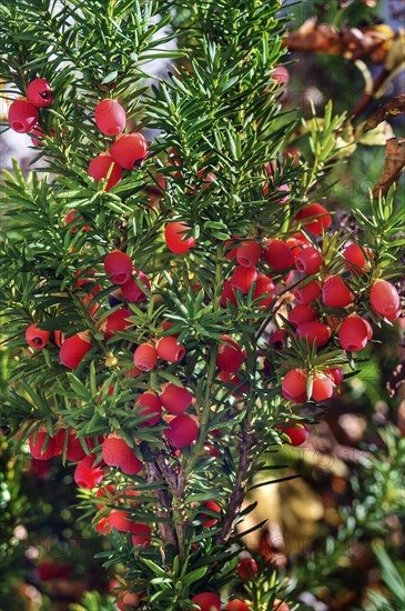 Red berries