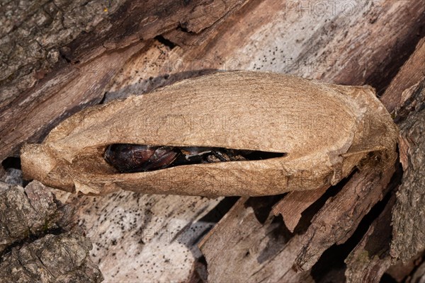 Atlas silk moth pupa case on tree trunk