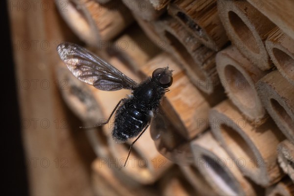 Mourning hoverfly with open wings flying in front of nesting tube right sighted