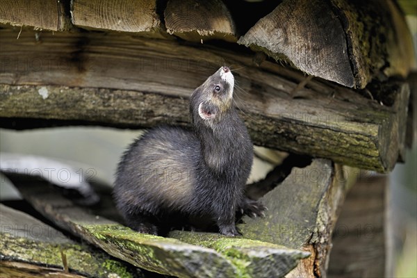 European polecat