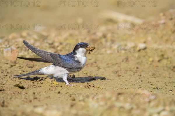 Common house martin