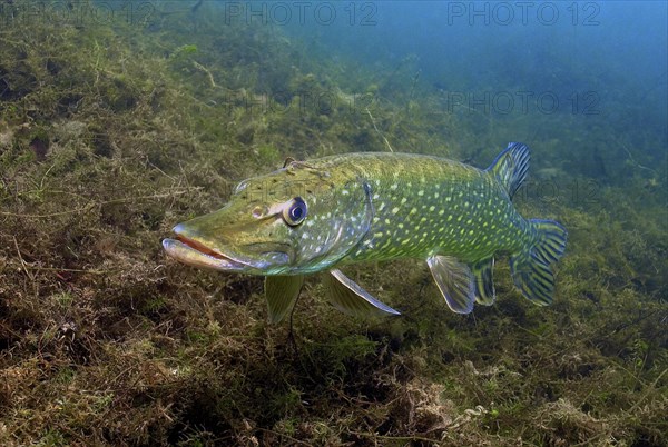 Adult pike