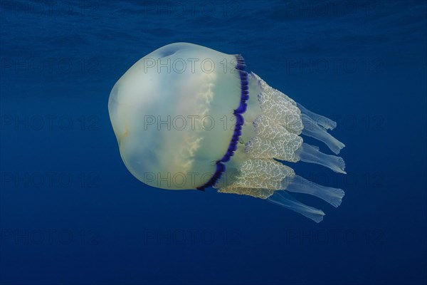 Barrel jellyfish