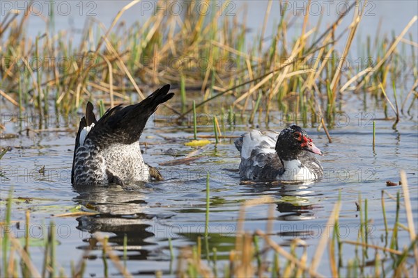 Warty duck