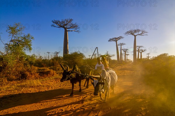 Ox cart at the Avenue de Baobabs near Morondavia