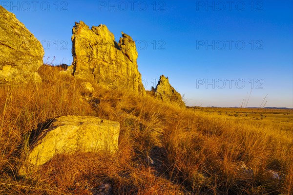 Savannah at sunset in the Isalo National Park