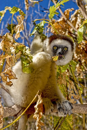 Coquerel-Sifaka