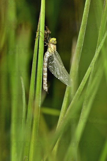 Freshly hatched dragonfly