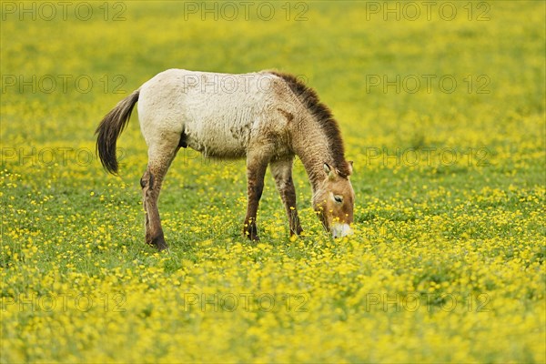 Przewalski's horse