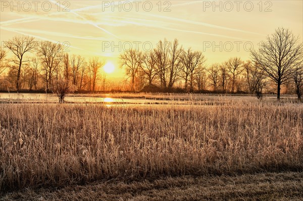 Sunrise over reed belt in Reussspitz nature reserve