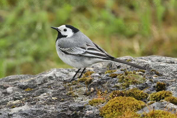 White wagtail