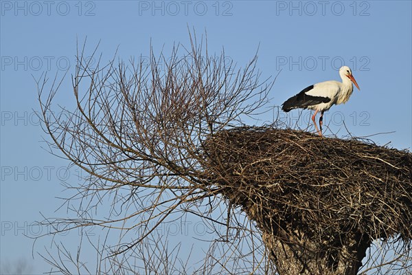 White stork