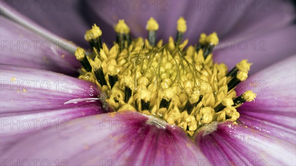 Close-up of the Mexican aster