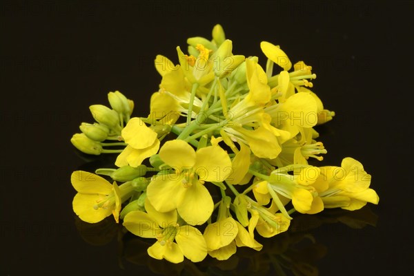 Black mustard