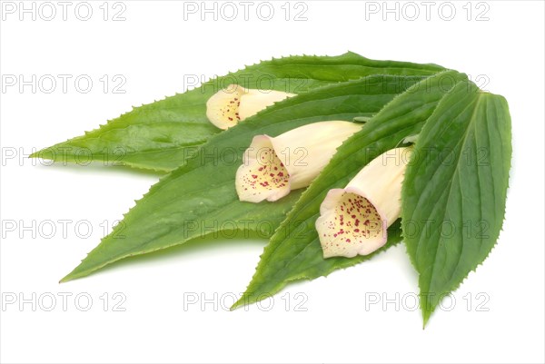 Big-flowered foxglove