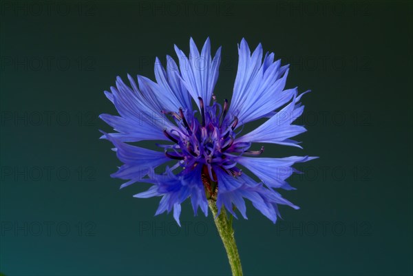 Cornflower