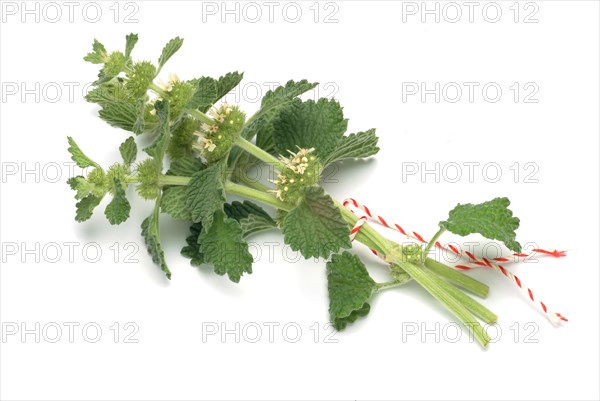 White horehound