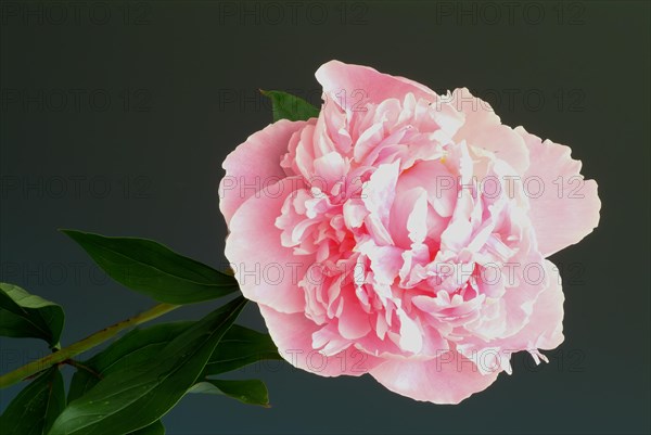 European peony