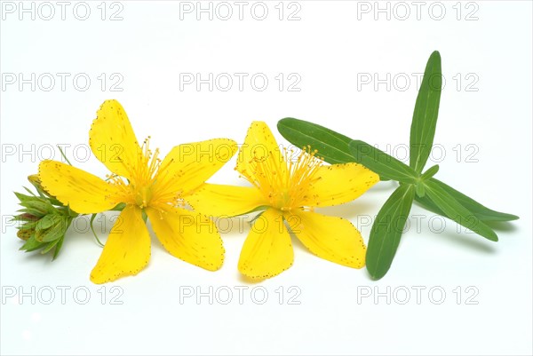 Medicinal plant St. John's wort