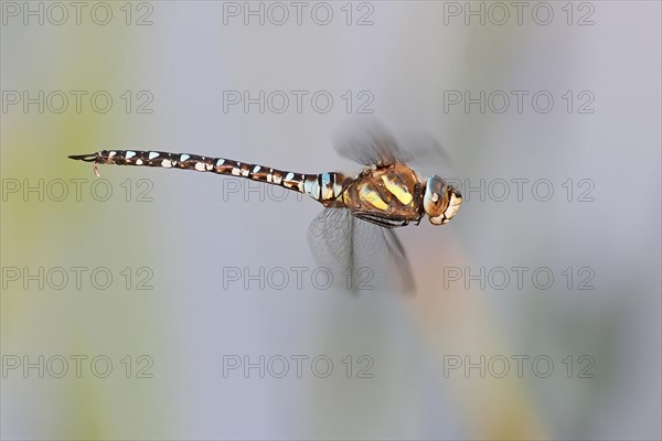 Flying migrant hawker