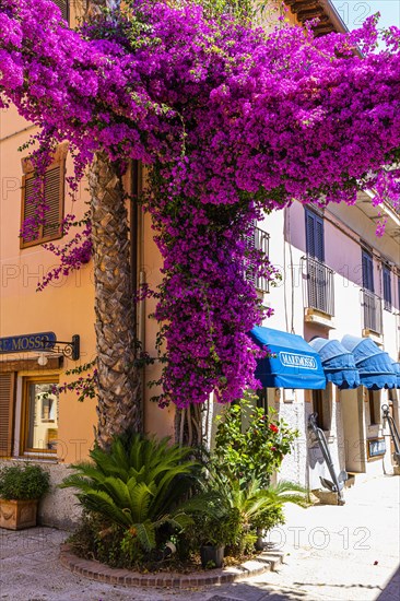 Pedestrian zone of Azzurro with purple bougainvillea