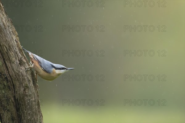 European nuthatch