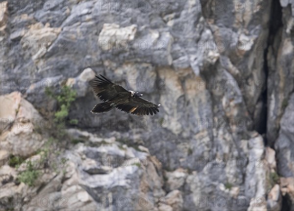 Juvenile bearded vulture