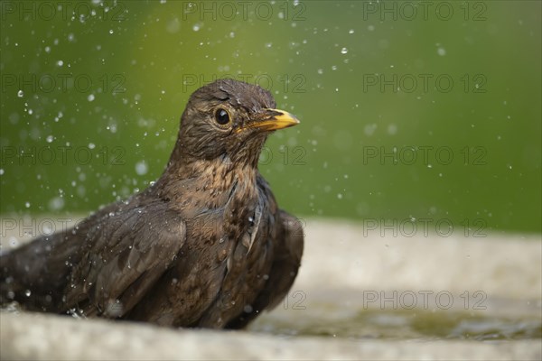 European blackbird