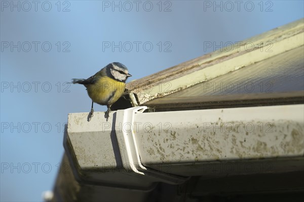 Blue tit