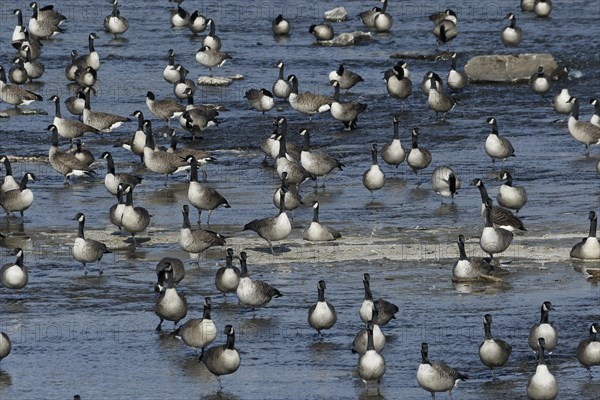 Canada geese in river