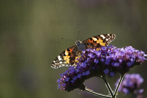 Painted lady