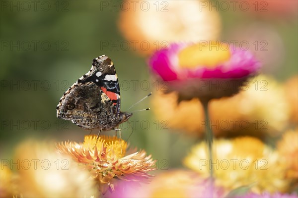 Red admiral