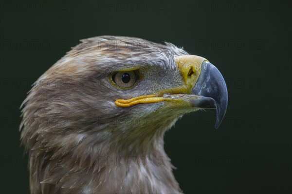 Steppe eagle