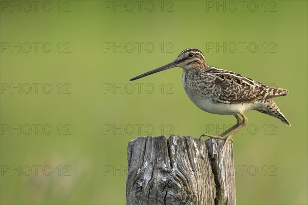 Common Snipe