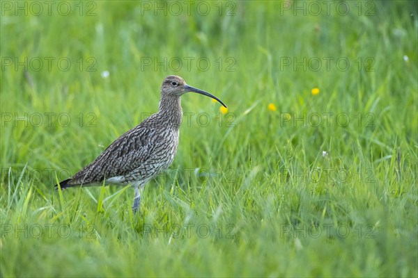 Curlew