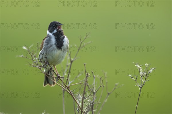 Song Sparrow