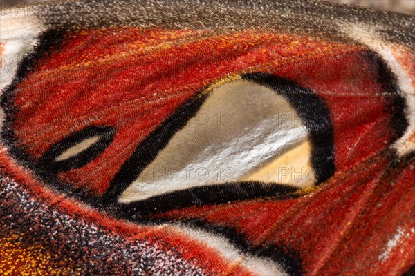 Atlas silkmoth moth wing pattern