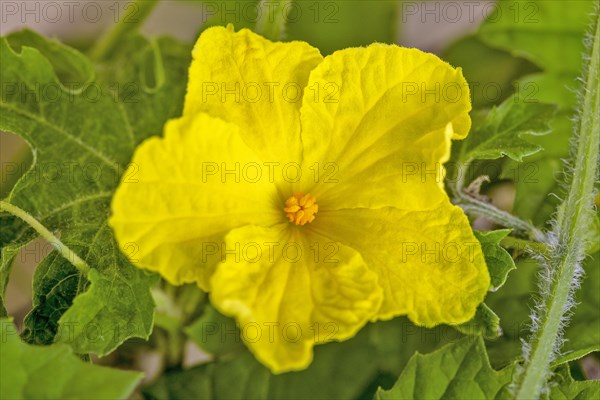 Blooming Bitter melon