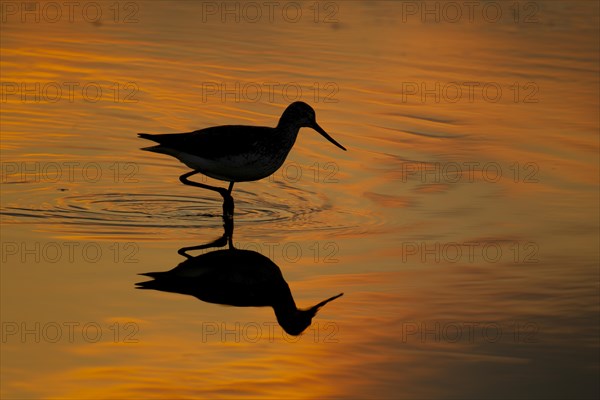 Greenshank